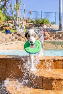 Chuckit! Amphibious ZipFlight Floating and Flying Disc Dog Toy, Medium (8.5")... — Complimentary Gift with $44+ Orders; If the Gift Is Out of Stock or Its Price Rises, Order Cancelled with Full Refund Before Shipment