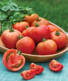 Burpee Early Girl Slicing Tomato, 50 Non-GMO Seeds — Complimentary Gift with $24+ Orders; If the Gift Is Out of Stock or Its Price Rises, Order Cancelled with Full Refund Before Shipment