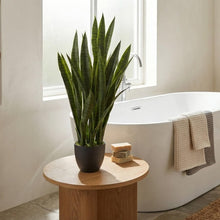 Nearly Natural 35in Artificial Snake Plant with Black Planter — Complimentary Gift with $182+ Orders; If the Gift Is Out of Stock or Its Price Rises, Order Cancelled with Full Refund Before Shipment