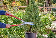 Corona PrecisionCUT Aluminum Hedge Shear – Lightweight Garden Clippers for Hedges, Shrubs & Bushes — Complimentary Gift with $60+ Orders; If the Gift Is Out of Stock or Its Price Rises, Order Cancelled with Full Refund Before Shipment
